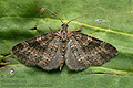 Pterapherapteryx_sexalata_cx5550s
