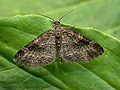 Pterapherapteryx_sexalata_cx5561s