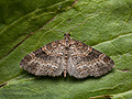 Pterapherapteryx_sexalata_cx5574s
