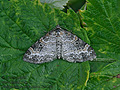 Pterapherapteryx_sexalata_hz3760