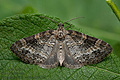 Pterapherapteryx_sexalata_jb0410s