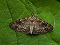 Pterapherapteryx_sexalata_je4285s