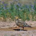 Pterocles_alchata_bg9578