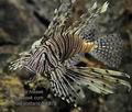 Pterois_volitans_fb6879