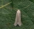 Pterolonche_albescens_jc6311s