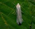Pterolonche_albescens_jc8220s
