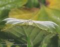 Pterophorus_pentadactyla_ac4308