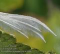 Pterophorus_pentadactyla_ac4309