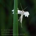 Pterophorus_pentadactyla_ah6060