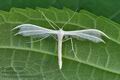 Pterophorus_pentadactyla_bs2740