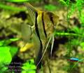 Pterophyllum_scalare_hc5816