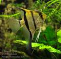 Pterophyllum_scalare_hc8273