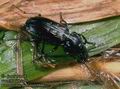 Pterostichus_aterrimus_6666