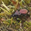 Pterostichus_burmeisteri_ag8874