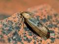 Pterothrixidia_rufella_jh7578s