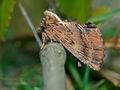 Ptilodon_capucina_ch6565s