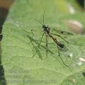 Ptychoptera_contaminata_ah1665