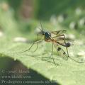 Ptychoptera_contaminata_ah1668