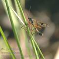 Ptychoptera_contaminata_ah1674