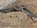 Ptyonoprogne_rupestris_pi5996