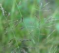 Puccinellia_distans_ab7861