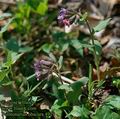 Pulmonaria_obscura_4929