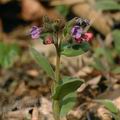 Pulmonaria_obscura_ag9302