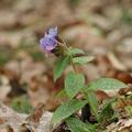 Pulmonaria_officinalis_aj8506