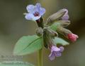 Pulmonaria_officinalis_d87