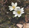 Pulsatilla alba ab4767