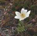 Pulsatilla alba ab4779