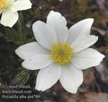 Pulsatilla alba ab4789