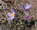 Pulsatilla grandis 11444