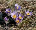 Pulsatilla grandis 11445