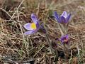 Pulsatilla_grandis_11446