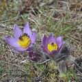 Pulsatilla grandis ag8273