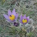 Pulsatilla_grandis_ag8280