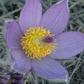 Pulsatilla grandis ag8368