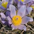 Pulsatilla_grandis_bf0682