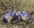 Pulsatilla_grandis_bf0693