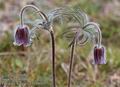 Pulsatilla hungarica 11500