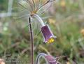 Pulsatilla hungarica 11501