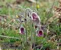 Pulsatilla_hungarica_11502