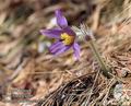 Pulsatilla_slavica_11472