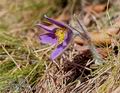 Pulsatilla_slavica_11473