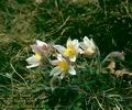 Pulsatilla vernalis 4140