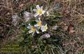 Pulsatilla vernalis 518