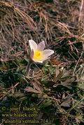 Pulsatilla vernalis 714