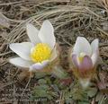 Pulsatilla vernalis aa4305