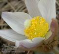 Pulsatilla vernalis aa4310